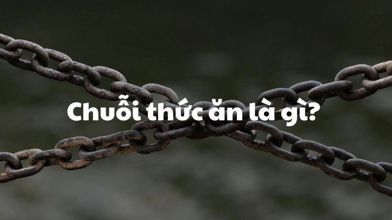 Chuỗi thức ăn là gì? Khám phá hành trình năng lượng trong hệ sinh thái