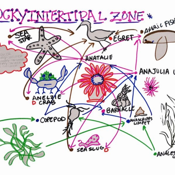 Food Web: Khái niệm, cấu trúc và vai trò trong hệ sinh thái