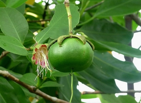 Khám phá Cây Bần Ổi: Đặc điểm, Công dụng và Cách trồng hiệu quả