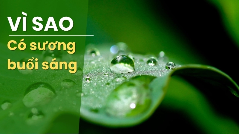 Phân biệt sương và sương mù - Vì sao có sương buổi sáng?