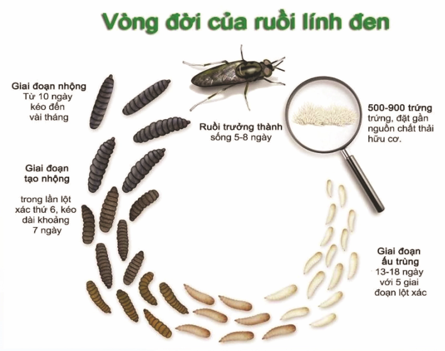 Ruồi lính đen: Hướng dẫn toàn diện về loài côn trùng tiềm năng