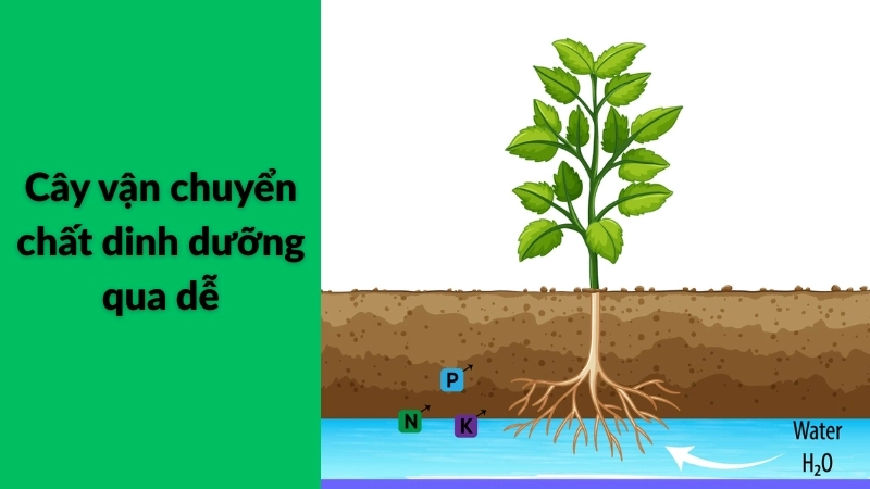 Vì sao cây cần nước để sống? Giải thích cơ chế tế bào đơn giản