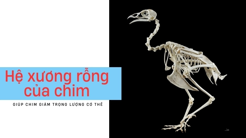 Vì sao chim bay được? Hé lộ 3 bí mật khí động học
