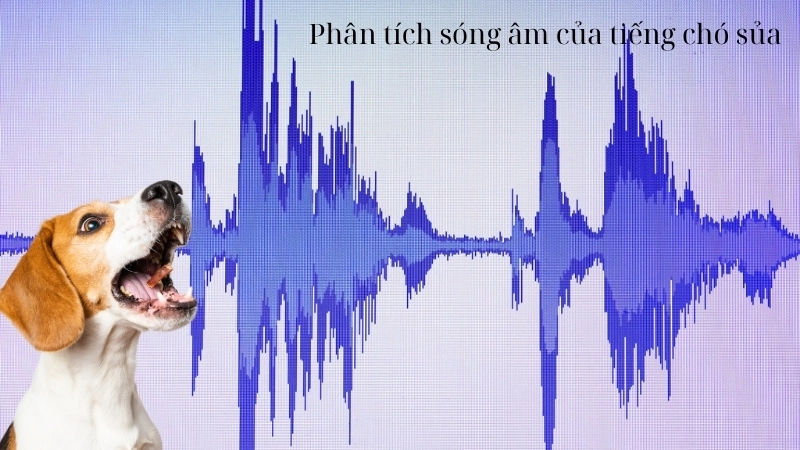 Vì sao chó sủa? Khám phá ngôn ngữ giao tiếp độc đáo của chó