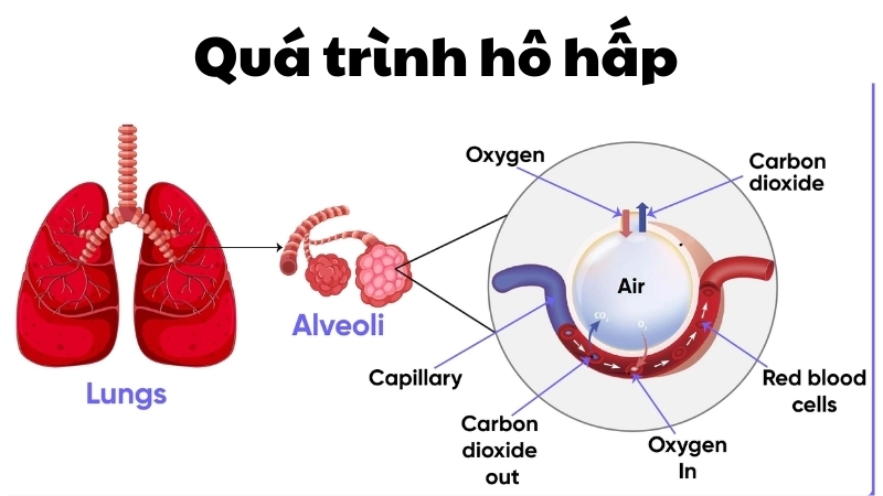 Vì sao con người cần thở? Vai trò của oxy trong hoạt động sống của tế bào