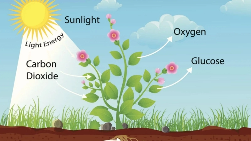 Vì sao lá cây có màu xanh? Khám phá vai trò của chlorophyll