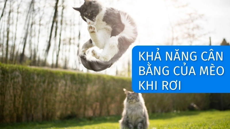 Vì sao mèo luôn đáp xuống bằng - Phản xạ chỉnh thể