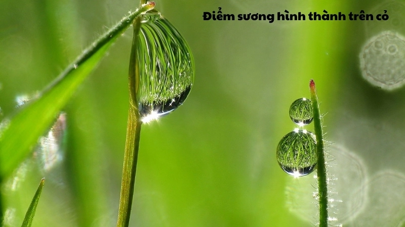 Vì sao sương đọng trên cỏ? Sự hình thành của sương
