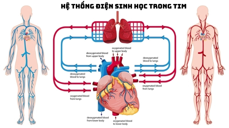 Vì sao tim đập liên tục? Bí ẩn sự sống trong cơ thể người